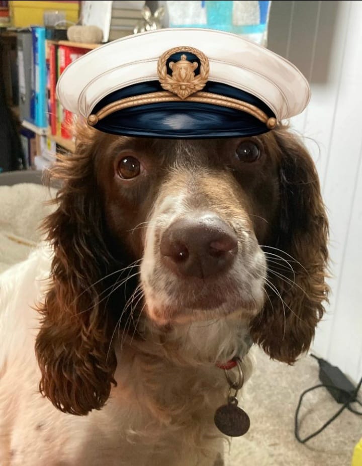 Ahoy there! Captain Gwyn here, I'm in foster on a narrow boat! Spaniel Aid fostering criteria: • No dog left for more than 4 hours in 24 • Children must be 8+ • Use only positive reinforcement training • Able to exercise a dog Er... that's it! spanielaid.co.uk/foster-applica…