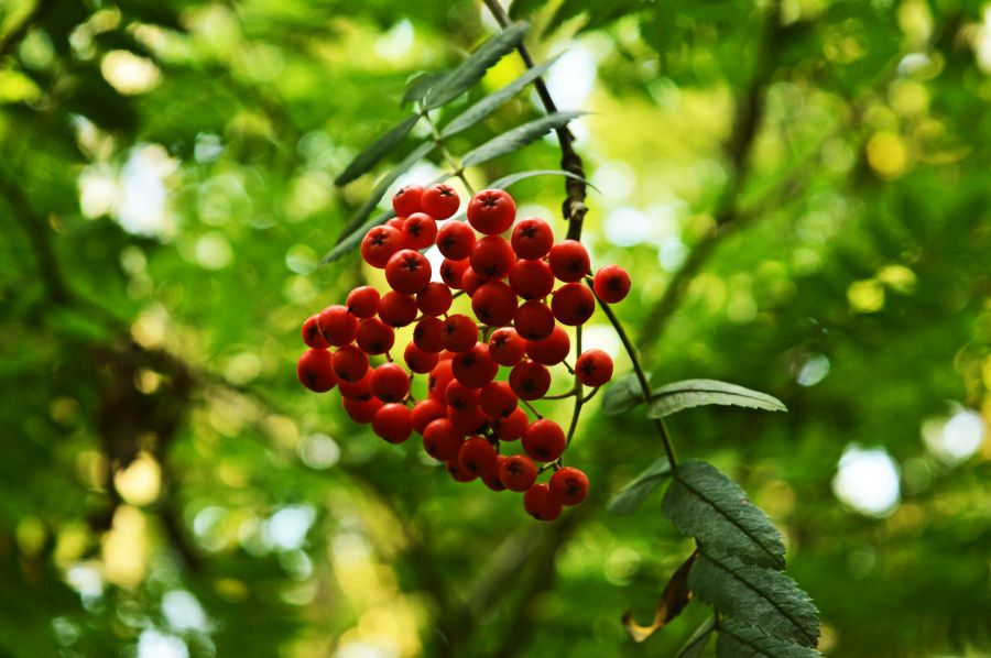 CHORLEY.
Astley Park, the red against the green. 
#AstleyPark #rowanberries #red #Chorley #woodlands #green #LANCASHIRE