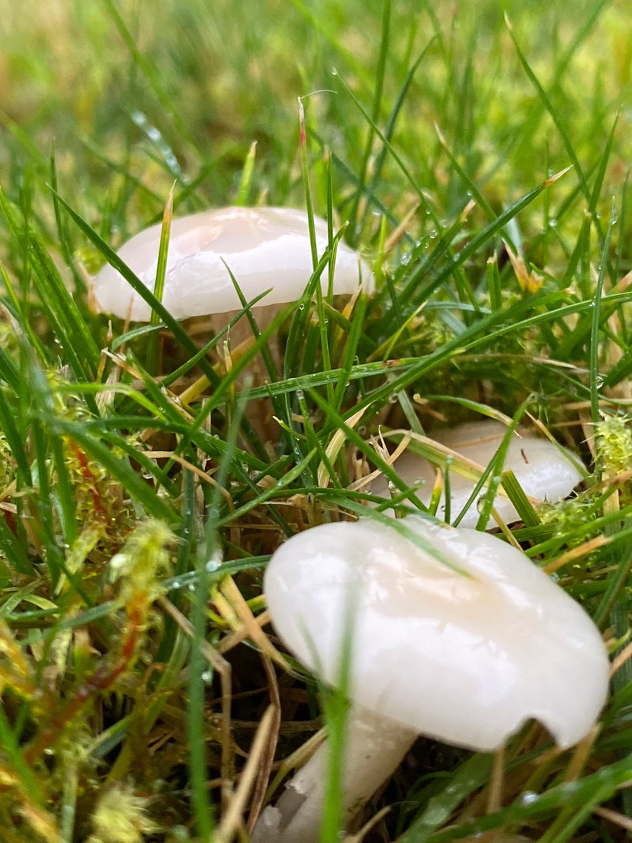 Golden and Snowy Waxcaps in our lawn. A mere 18 species shy of being an internationally important grassland ffs 🙄