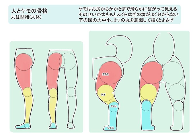 自分用も兼ねて、人と四つ足ケモの脚の描き方描いてみました
綺麗さも華やかさもない解説なのはご容赦… 
