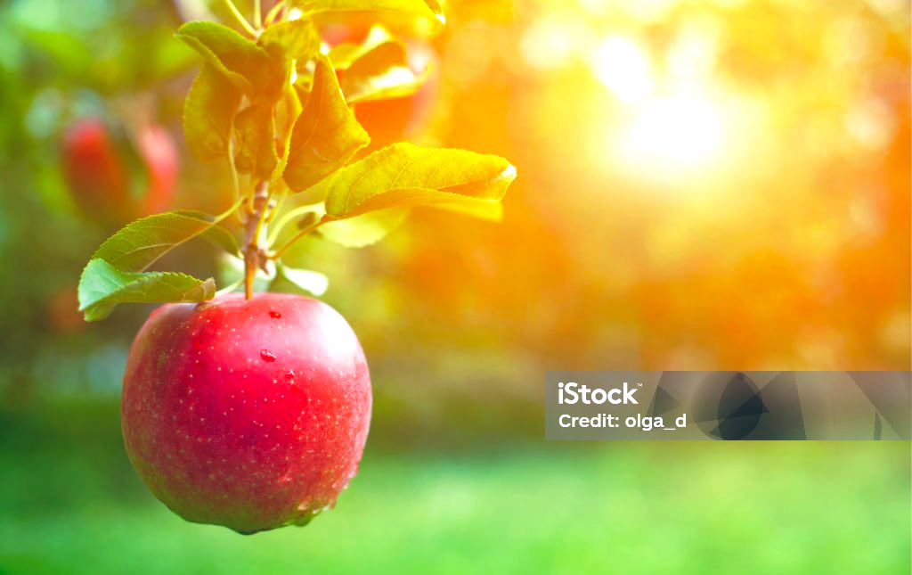 HubertSugira's tweet photo. Trees do not bring their fruits to the market! 

Work on yourself, refine your craft, and those who need your fruits will find you

Stop selling yourself cheap! https://t.co/GIcz5elGaj