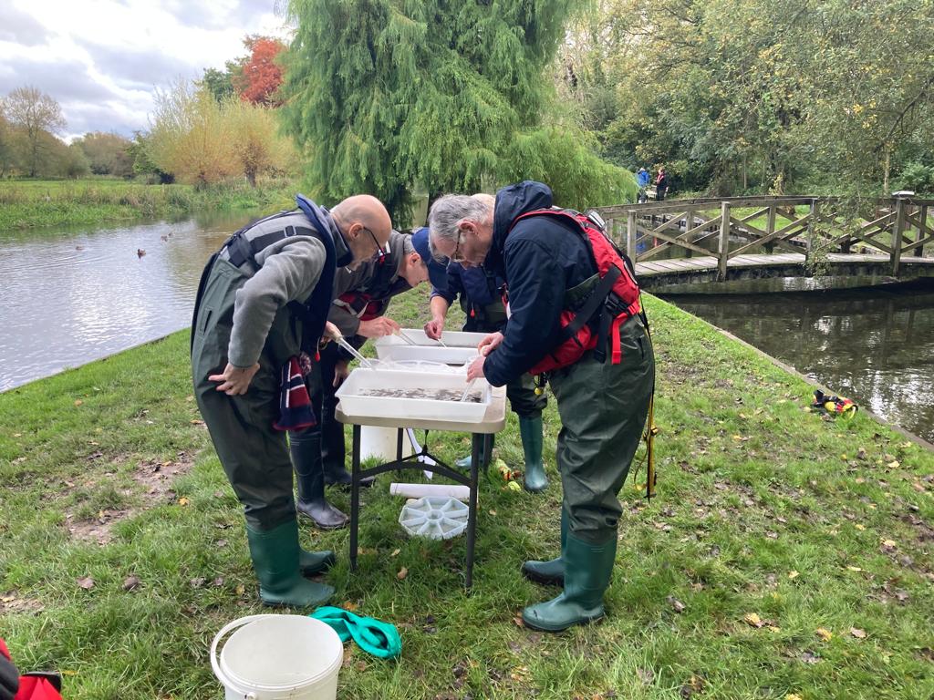 So monitoring them is an invaluable way to spot signs of declining water quality, which can then be investigated further. 
#WatercressAndWinterbournes #Volunteering #riverfly #wildlife #ChalkStreamChampion #CitizenScience
@HantsIWWildlife @Riverflies @HeritageFundUK