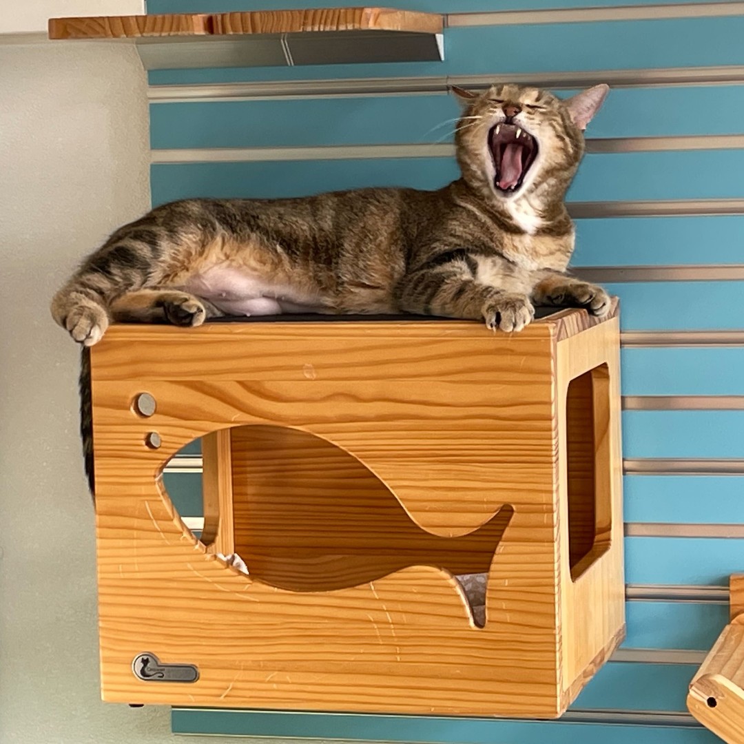 Happy Tongue-Out-Tuesday from Dandelion, aka Dandy! If you're looking for a perfect companion and sidekick, one that greets you with chirps and meows, this sweetheart is for you. She might even snuggle up next to you or drape across your lap for a nap while keeping you warm 😴