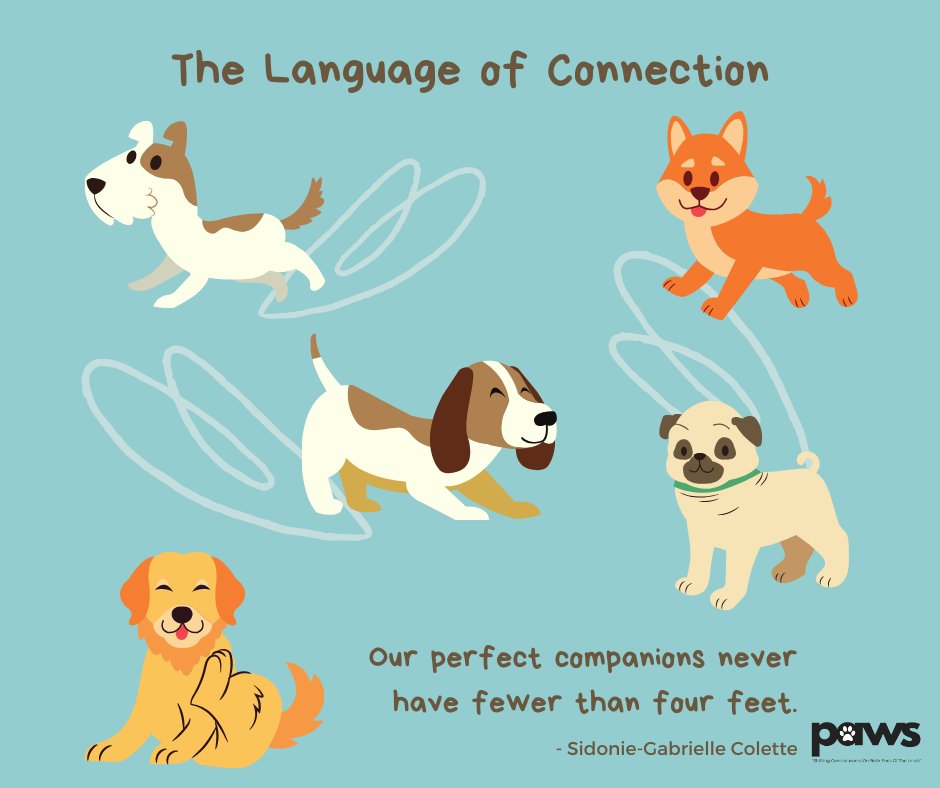 Jenn_Colmenares's tweet image. Every wag, bark, or nuzzle is a message waiting to be decoded. 🐶💬 Let&apos;s delve into the language of our furry companions and strengthen our bond through understanding. 📚✨

#AnimalCommunication #DogLanguage #PawsParadox