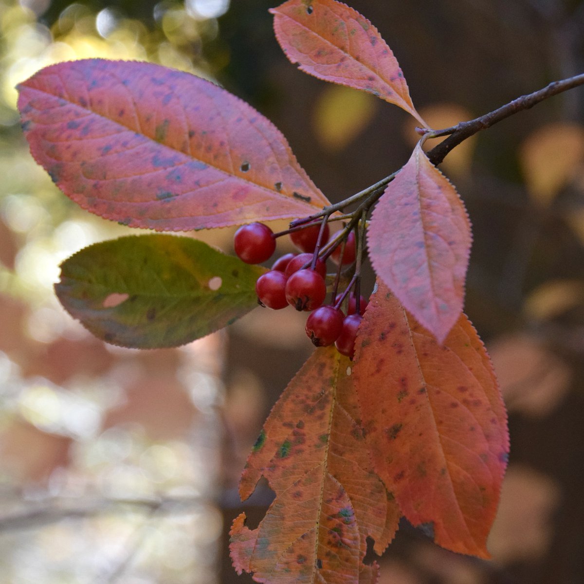 Red chokeberry (Aronia arbutifolia) is a large native shrub with attractive fall fruit and foliage. Native throughout GA, it is tolerant of a variety of soil conditions. It suckers a bit when happy so plan accordingly! Beautiful spring flowers make it a good multi-season plant.