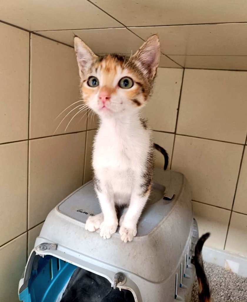 Erta2017's tweet photo. #Valencia
     
                Solita💔

Han adoptado a sus hermanos y el Lunes, está cosita tan indefensa y bonita,  se queda sola💔

#adopcion responsable
☎️617575548 ( solo Wasap) https://t.co/qwcZO6yNb1