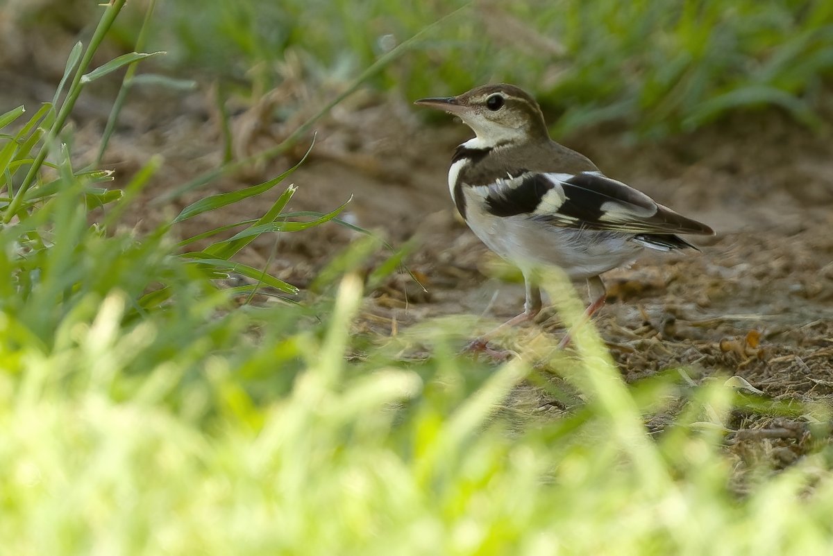 FOREST WAGTAIL, Haima, Oman, Nov 11th 2023 by Joachim Bertrands. 
dutchbirding.nl/gallery

#birds #birdwatching #birding #wordbirding #WPbirding #oman <a href="/_OSME/">OSME</a>
