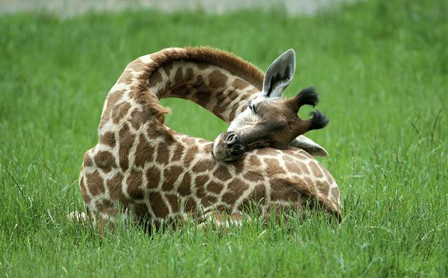 Did you know........... Fun fact about #Sleeping - Giraffes only need 1.9 hours of sleep in the wild, whereas a brown bat can sleep 19.9 hours a day 📷📷📷📷 #SleepingHelpsHealing #SafeCaringRespectful