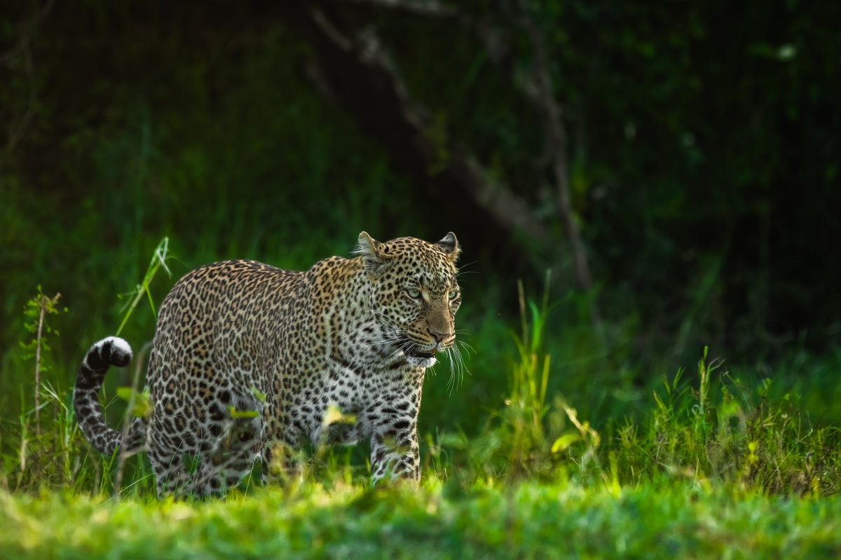 bownaankamal's tweet photo. I was thinking we lost Kaboso to the nature. But got broken when I came to know that her disappearance was not natural.. π. Silently we are loosing many cats in Masai Mara in recent years. This should stop.
π Masai Mara | Kenya
#leopardsofafrica #nikonwildlifephotography #earthfocus #conservationphotography #saveleopards #saveanimals #leopard #discovertheworld #endangeredspecies