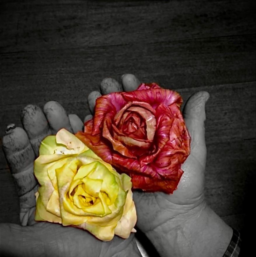regioneFVGit's tweet photo. 😋 La sua storia è lunga 150 anni ed il percorso che va dalla semina alla tavola è lungo e faticoso. Stiamo parlando di un radicchio invernale: la ROSA DI GORIZIA. Si tratta di un PAT (Prodotto Agroalimentare Tradizionale).
📷©️ Fabio Brumat https://t.co/d63yMdU6ql