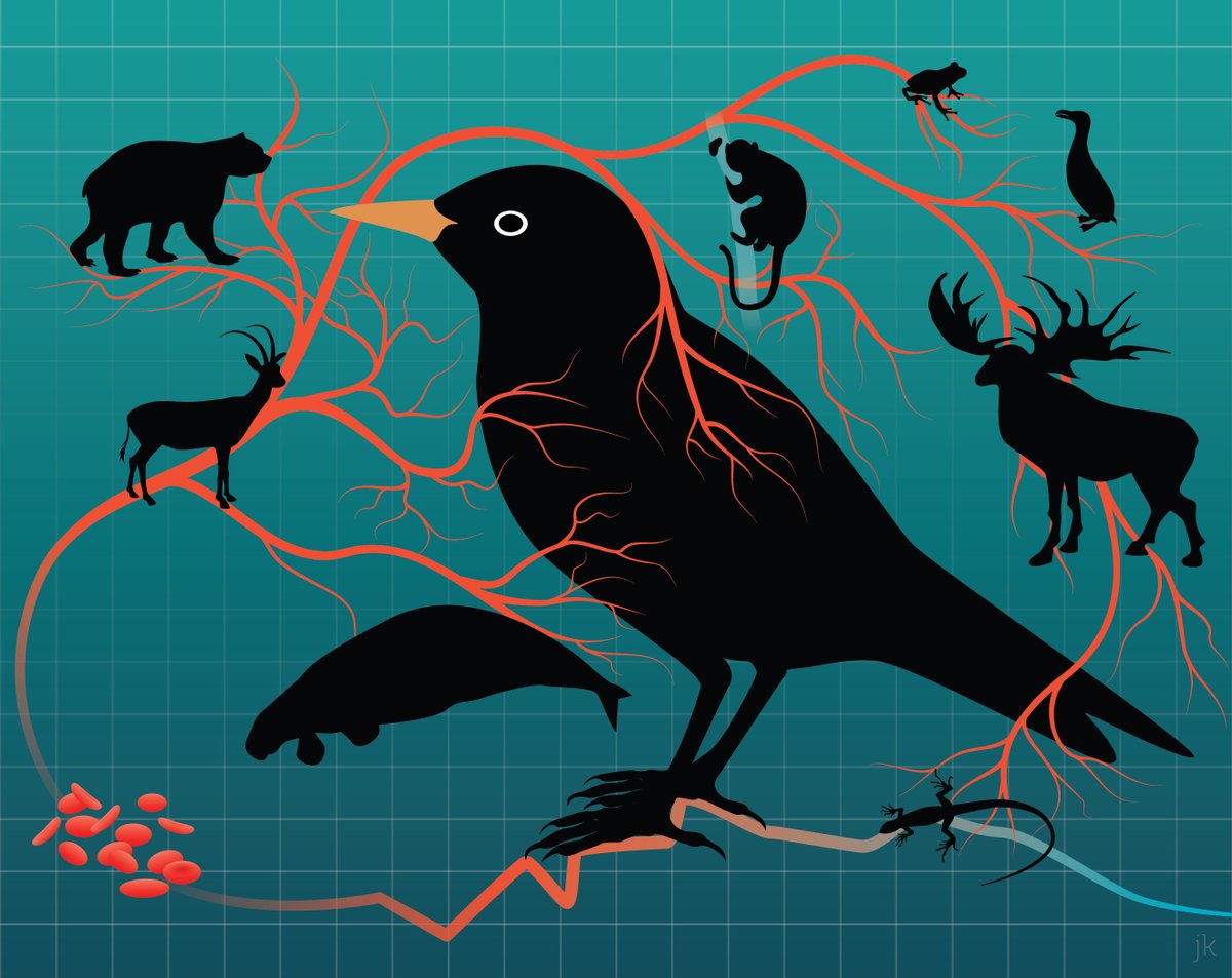 MPI for Biological Intelligence (@mpiforbi) on Twitter photo Understanding an animal's metabolism is key to assessing its health in ecological research. A new study @StefiCasagrande shows that the metabolic rate in blood best measures the energy needs of a whole organism compared to other tissues: doi.org/10.1016/j.isci…
Art by <a href="/mulesome/">julia kuhl at somedonkey.bsky.social</a> Understanding an animal's metabolism is key to assessing its health in ecological research. A new study @StefiCasagrande shows that the metabolic rate in blood best measures the energy needs of a whole organism compared to other tissues: doi.org/10.1016/j.isci…
Art by <a href="/mulesome/">julia kuhl at somedonkey.bsky.social</a>