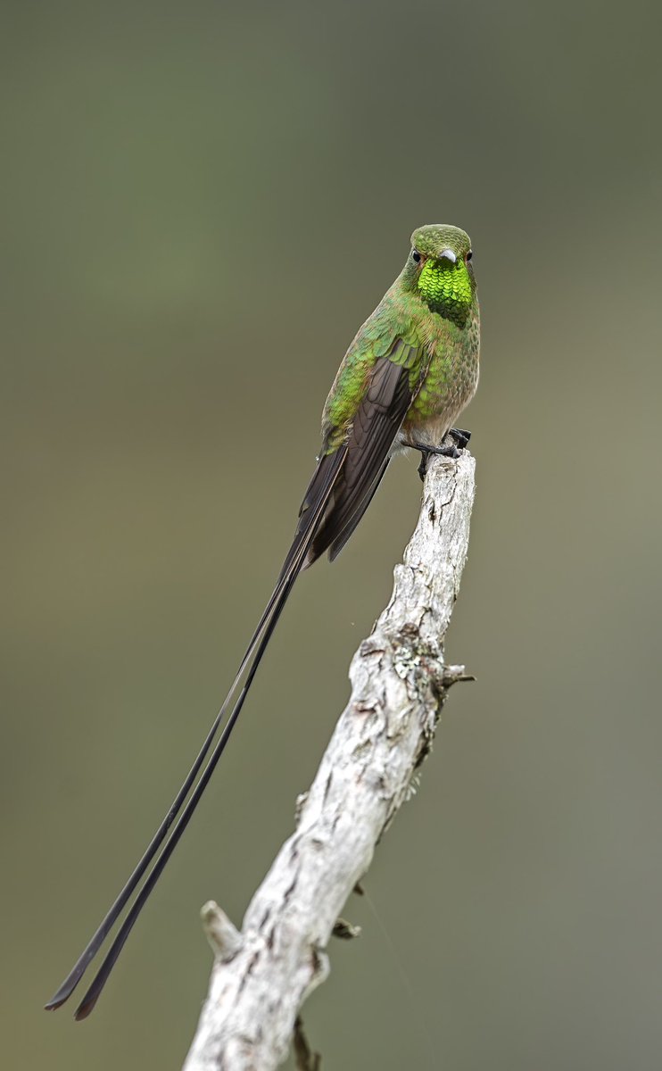 herrinsa's tweet photo. Despues de trabajar dos puentes seguidos y escuchar a todo el mundo dizque "Feliz semana corta" 🤦‍♂️

Lesbia victoriae. 
Black-tailed trainbearer https://t.co/bvIKeIg4DO