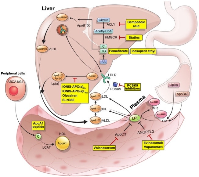 The Heart tweet media