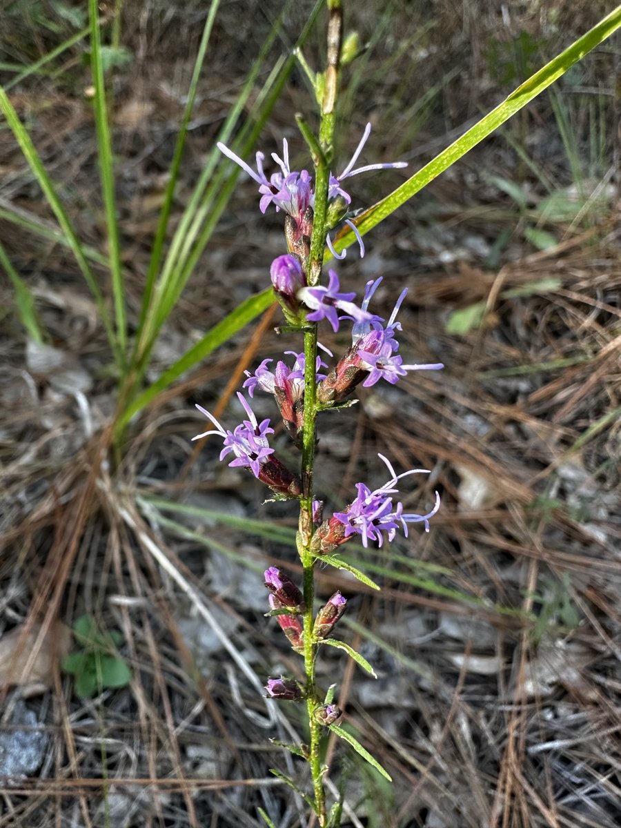 SCDNR's tweet photo. Fall flowers are out in bloom around the state!

The one pictured here is Liatris microcephala, a South Carolina native. This purple flower, commonly called Small-Headed Blazing Star, can be found on outcrops of acidic rocks, barrens, and prairies.

📸 Csilla Czako

#scdnr https://t.co/9Ua18mczzD