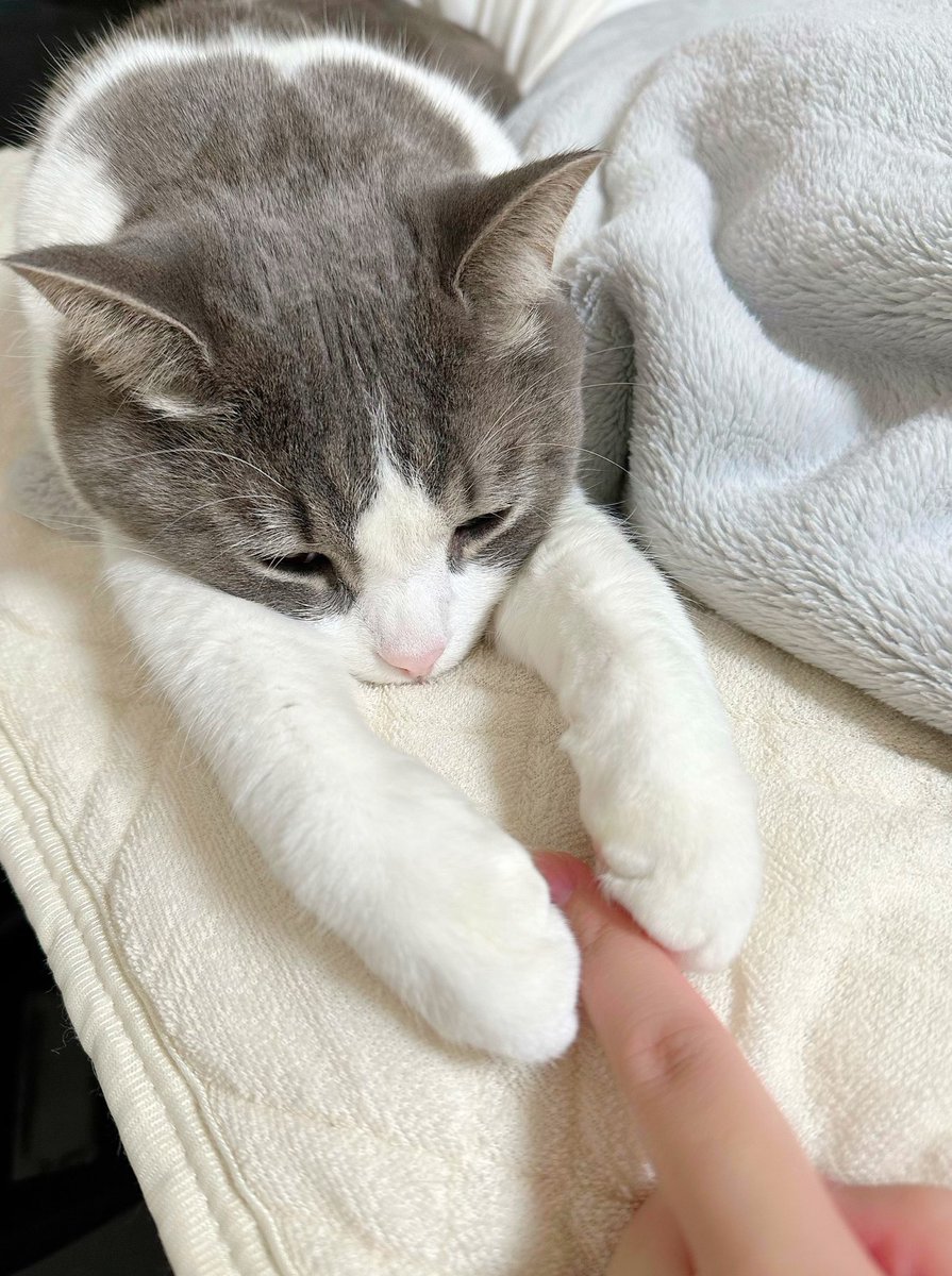 nekochaniru's tweet photo. ｧｧ....ｧ.....🥺 https://t.co/hyaG4gP4Xz