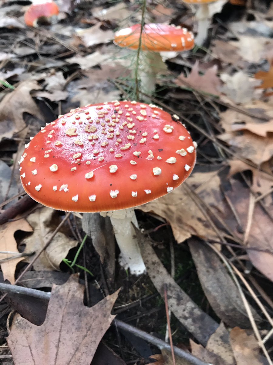 luikypedia's tweet photo. @ThePhotoHour Amanita. Bosque de carvalhos. ( robles). #samel #Portugal #aveiro #photography https://t.co/mfiSq2gqey