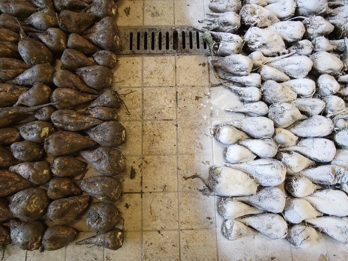 AT_Bioresources's tweet image. After the preparation of a #pasta-like dry #formulation with beneficial microbes, @EvaSehr and her team went out for “sugaring” the #sugarbeet before they get stored for up to 10 weeks. And now, let's hope the microbes do their magic! 🦠🪄  #microbesandplants