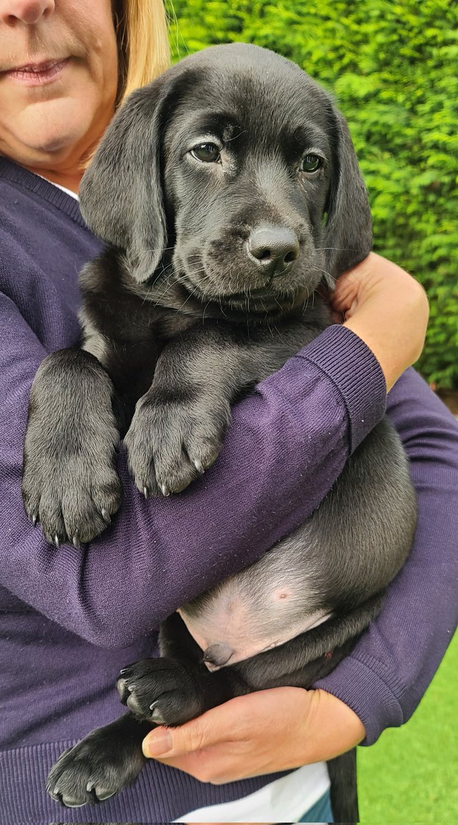 Terry Finn QPM (@zibatsu) on Twitter photo Hello all, this GDP Chance and we couldn't be happier to be his puppy raisers. The home feels full again. Loving the "piggy belly". <a href="/guidedogs/">Guide Dogs</a> <a href="/GuideDogsNW/">Guide Dogs North West</a> Hello all, this GDP Chance and we couldn't be happier to be his puppy raisers. The home feels full again. Loving the "piggy belly". <a href="/guidedogs/">Guide Dogs</a> <a href="/GuideDogsNW/">Guide Dogs North West</a>