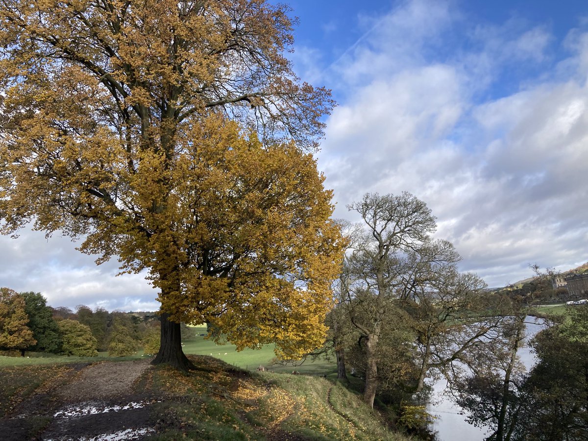 Happy #ThickTrunkTuesday from Chatsworth last week. Not that thick but certainly golden and glorious 🧡🌳