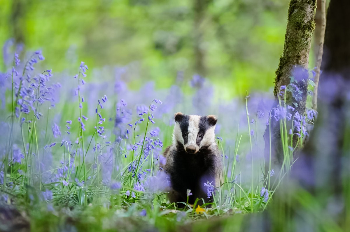 !!PhD Opportunity!! Seeking ecological statistician to work with us on epidemiology of bovine tuberculosis in wild badgers, please RT exeter.ac.uk/study/funding/… @UniExeCEC