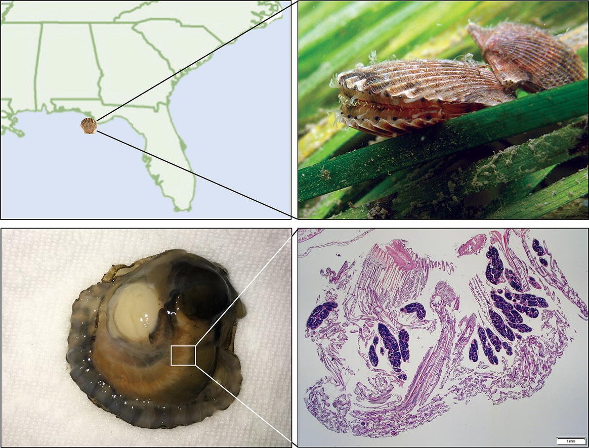 The Journal of Invertebrate Pathology (JIP) (@jinvertpathol) on Twitter photo Congratulations to Abigail Scro on the publication of her first author paper in #JIP
Symbiotic survey of the Bay Scallop (Argopecten irradians) from the Gulf Coast of Florida, USA
<a href="/AbigailScro/">Abigail Scro</a> <a href="/Jamiebojko/">Dr Jamie Bojko ππ¦π¦π¦π¦π³οΈβπ</a> <a href="/donbehringer/">Donald Behringer</a>
<a href="/UF_EPI/">Emerging Pathogens Institute</a> <a href="/TeesUniSHLS/">@TeesUniSHLS</a> <a href="/TU_NHC/">National Horizons Centre</a>
sciencedirect.com/science/articl⦠Congratulations to Abigail Scro on the publication of her first author paper in #JIP
Symbiotic survey of the Bay Scallop (Argopecten irradians) from the Gulf Coast of Florida, USA
<a href="/AbigailScro/">Abigail Scro</a> <a href="/Jamiebojko/">Dr Jamie Bojko ππ¦π¦π¦π¦π³οΈβπ</a> <a href="/donbehringer/">Donald Behringer</a>
<a href="/UF_EPI/">Emerging Pathogens Institute</a> <a href="/TeesUniSHLS/">@TeesUniSHLS</a> <a href="/TU_NHC/">National Horizons Centre</a>
sciencedirect.com/science/articlβ¦
