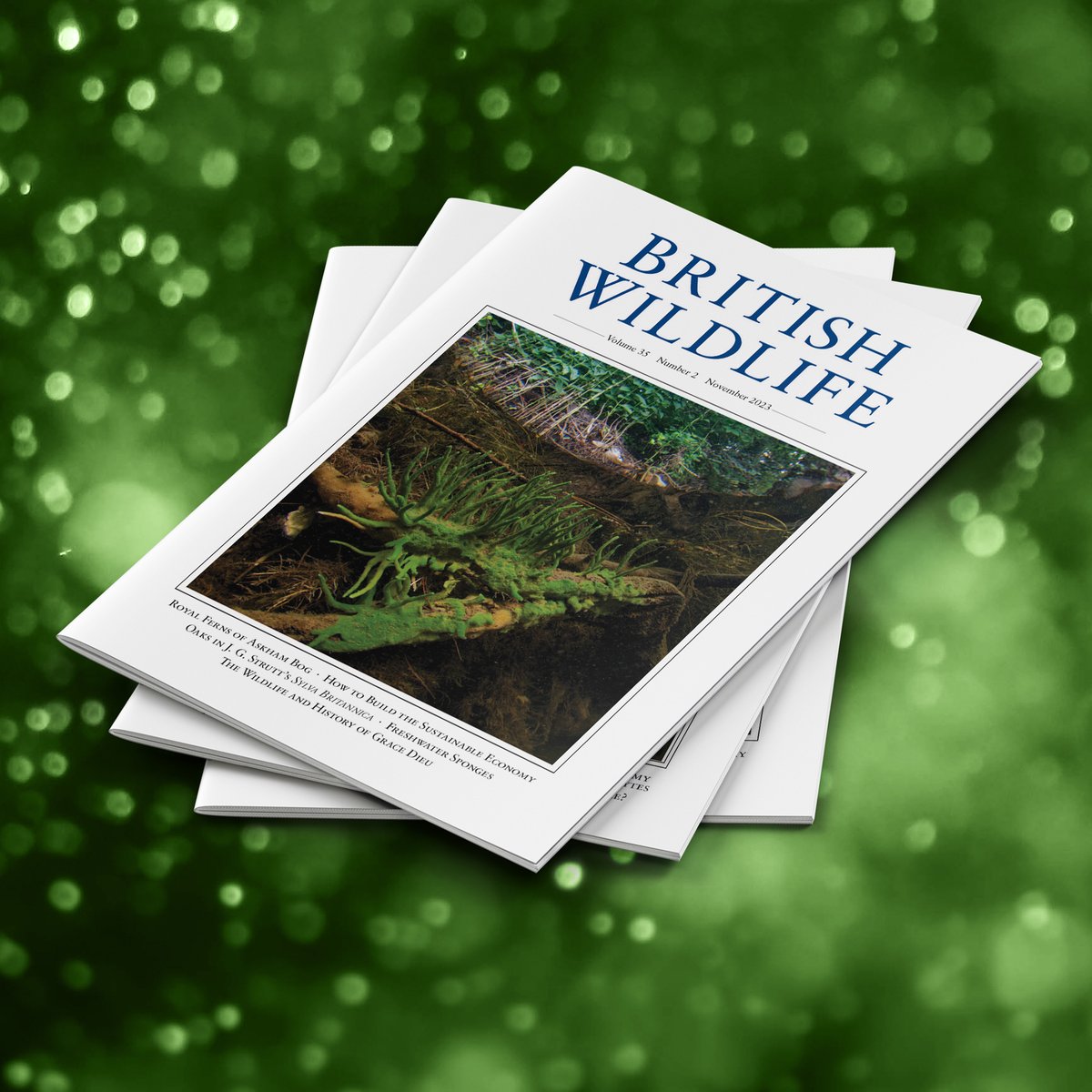 The November issue is now out! Featuring the Royal Fern at Askham Bog, freshwater sponges, the wildlife and history of Grace Dieu, how to build a sustainable economy, and much more... Visit britishwildlife.com to find out more