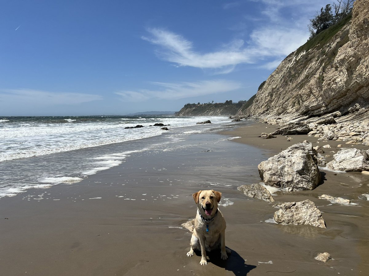 popoffprime's tweet photo. @selfcaregamer1 My beach partner https://t.co/SH6xKAuPQw