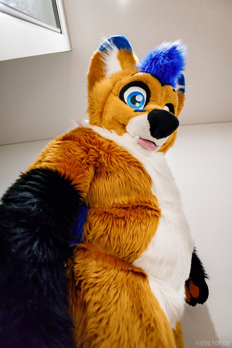 Hey, you should give a fox some belly rubs😉
📸 - @ColtoFox
#TummyTuesday #furry #fursuit