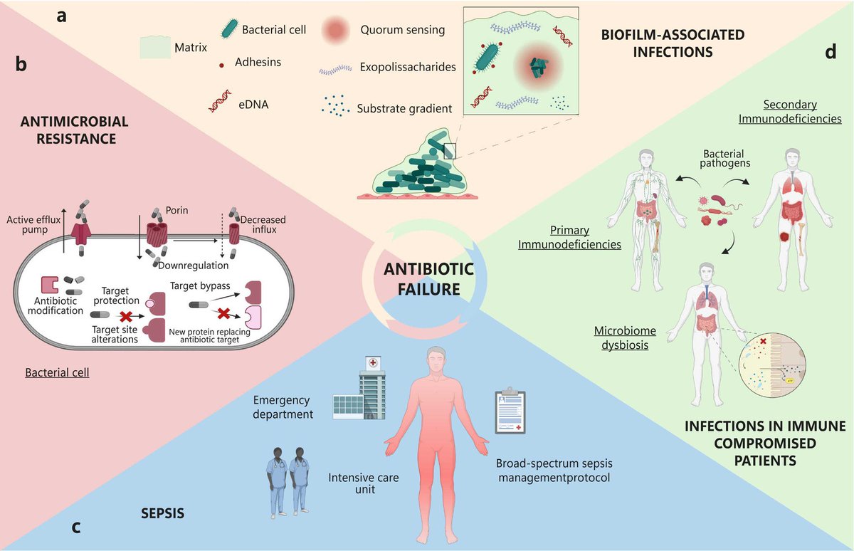 salam_rasha's tweet photo. Fantastic work on this article in #AntimicrobialResistance Updates! Diving into the concept of antibiotic failure is an essential step in combating resistance. A must-read! 🧫🔍 @ElsevierConnect @delafuenteupenn #AntibioticAwareness
#KeepAntibioticWorking
#WAAW23 https://t.co/vdf9IMn1by