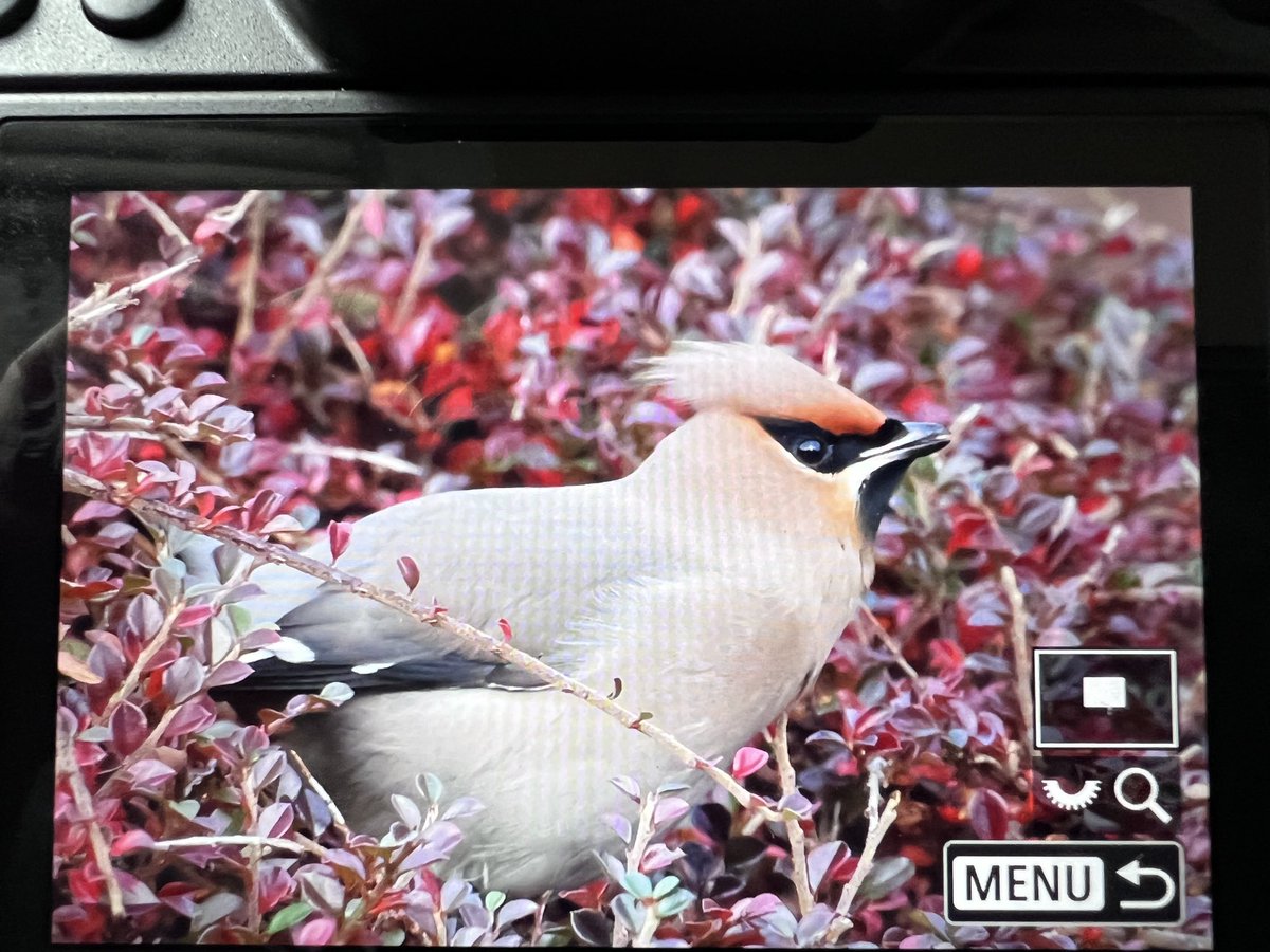 20 Waxwings currently feeding on St Magnus Road, Thurso. Also had a single bird in my Scrabster garden earlier 🥳🥳 @CaithnessBirds @patoisbabe