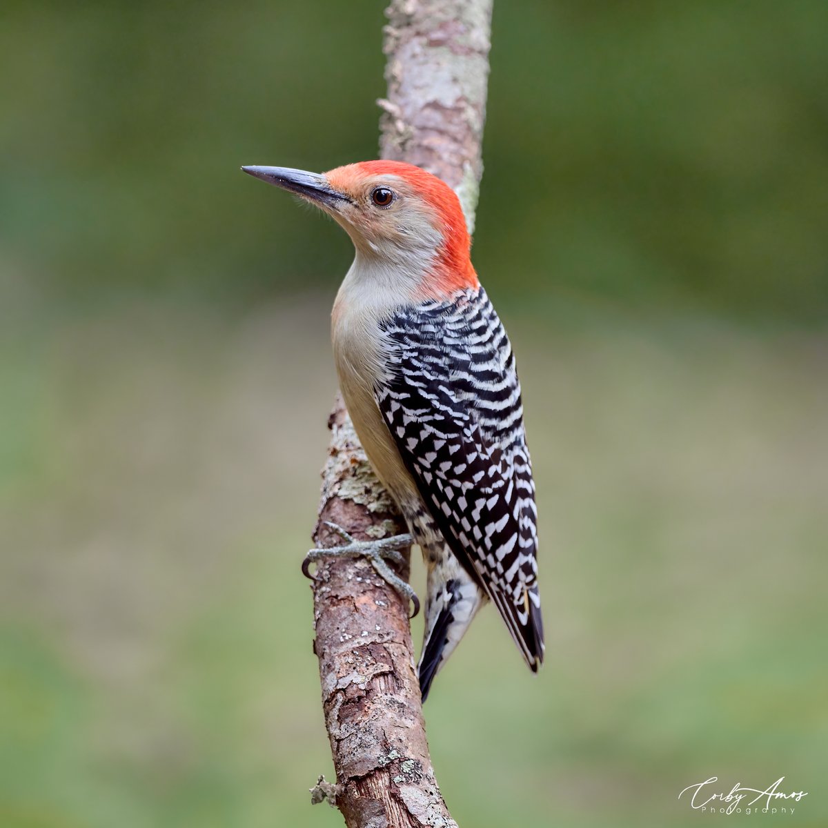corbyamosphoto1's tweet image. Red-bellied Woodpecker
.
ko-fi.com/corbyamos
.
linktr.ee/corbyamos
.
#birdphotography #birdwatching #BirdTwitter #twitterbirds #birdpics #BirdsofTwitter