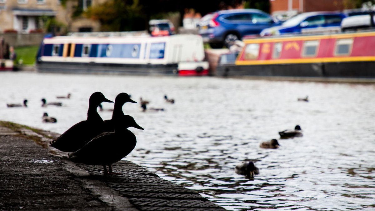 Can you feed ducks bread? 🦆 If you want to feed the flock on your local canal, avoiding bread is best, as it's not very nutritious and can attract pests. Our feathered friends will LOVE these alternatives instead: Sweetcorn and peas (even frozen!), lettuce, oats & seeds 🥬