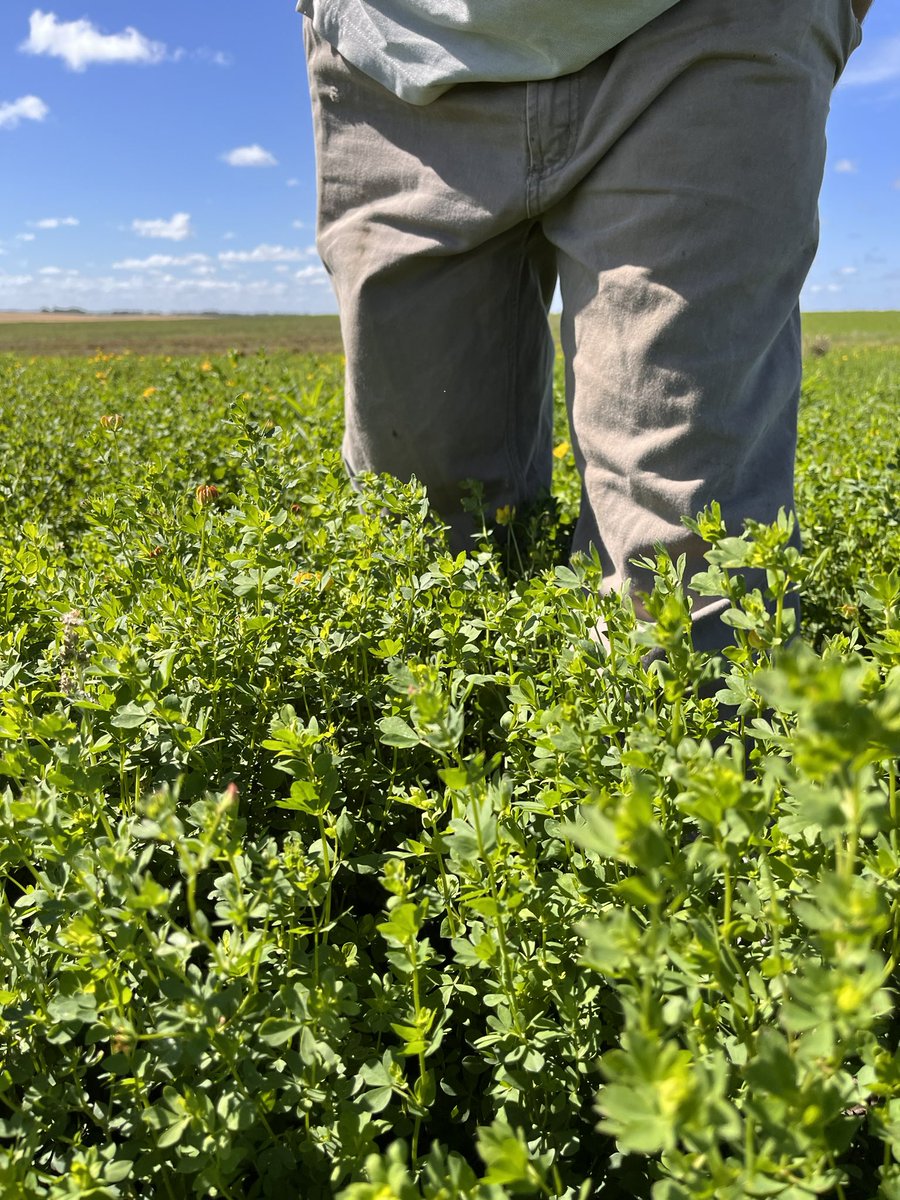 Se viene armando el lotus después de 80 mm