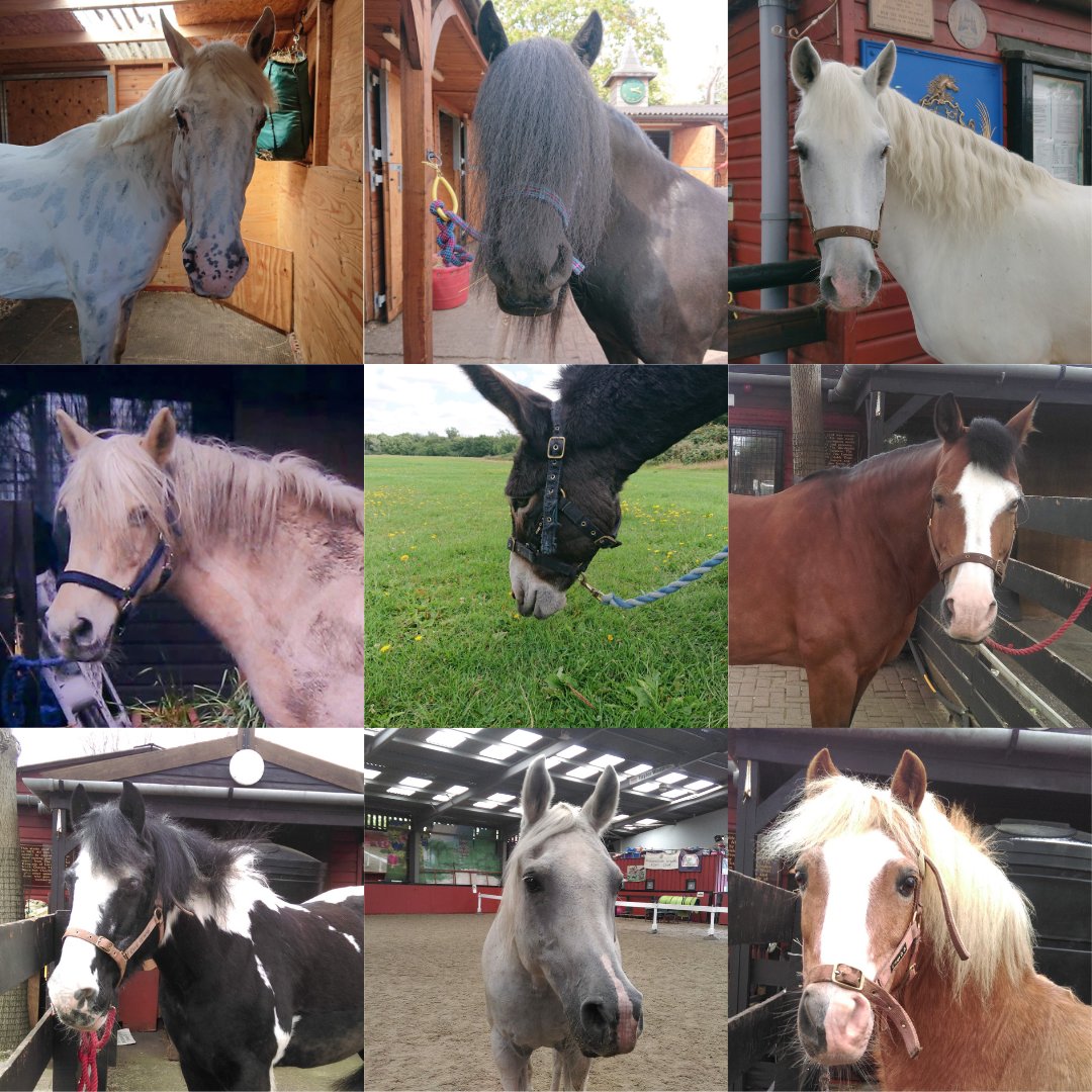 Good morning! It is 18 days until our Christmas market on 02 December. Check out our stories on facebook (facebook.com/WSPonyCentre/) or instagram (@wsponycentre) where our ponies will be posting a countdown each day - which day will your favourite pony post on?
