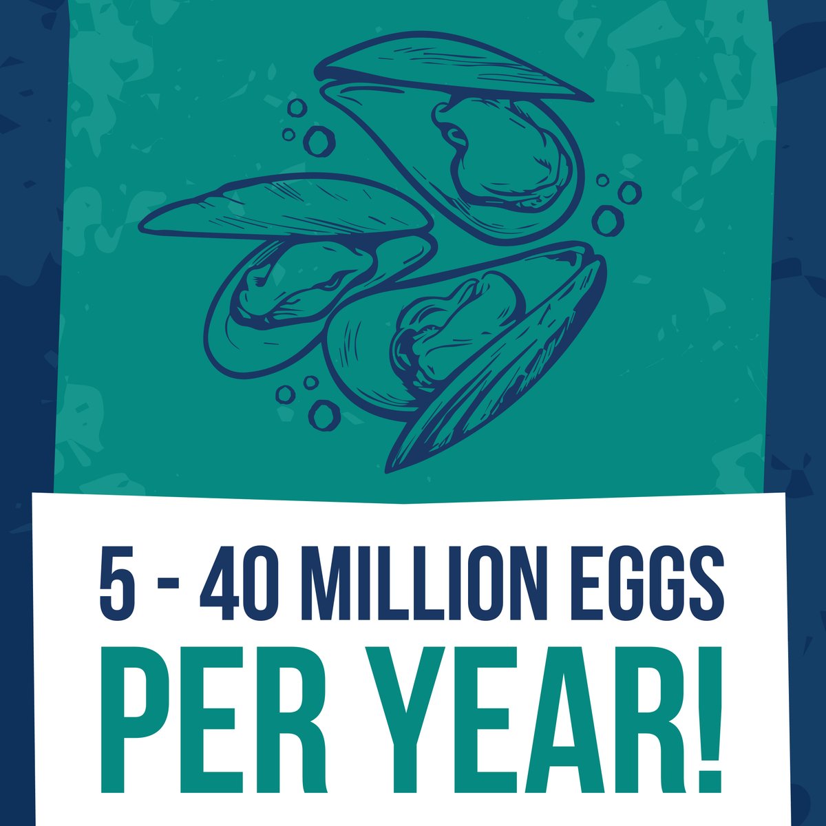Did you know that mussels can produce between 5 million- 40 million eggs in just one year !!🤯

That’s a whole lot of delicious dinners!

#musselfacts #farmersofthesea #oceanfacts