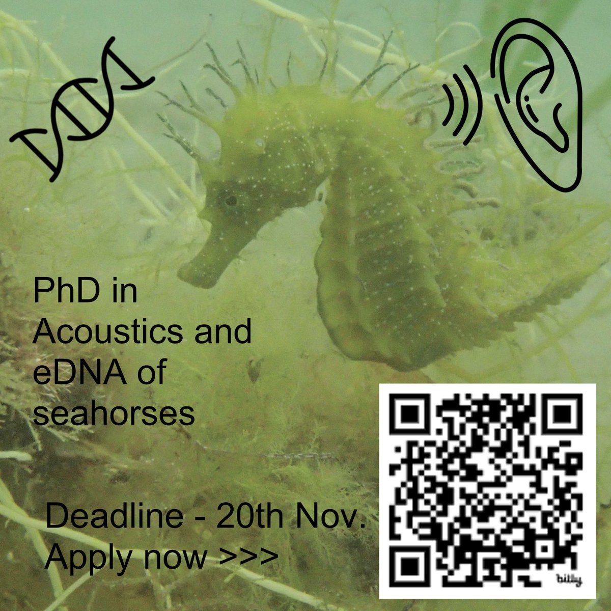 DEADLINE next Mon! 20 Nov #PhD #scholarship w @NaturalEngland @ExeterMarine @water_nomad & @ResearchEssex @EssexLifeSci! Testing #eDNA and #acoustics to detect these beautiful, cryptic UK fauna. bit.ly/3QXdCwH #findaphd #studentship #conservation #seahorse