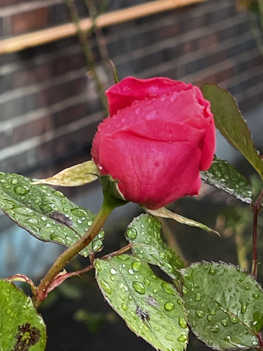 Fatemeh (@drmoheimani) on Twitter photo 