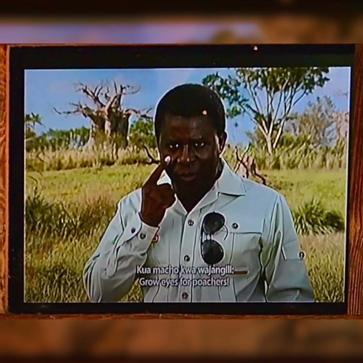 Parkeology's tweet image. Kids today have it so easy. In our day, you weren&apos;t just a passenger on Kilimanjaro Safari. No, you had to grow eyes for poachers. Now the warden doesn&apos;t even bother to fly his plane over the reserve. Anyone else feeling like their poacher-spotting skills are deteriorating?