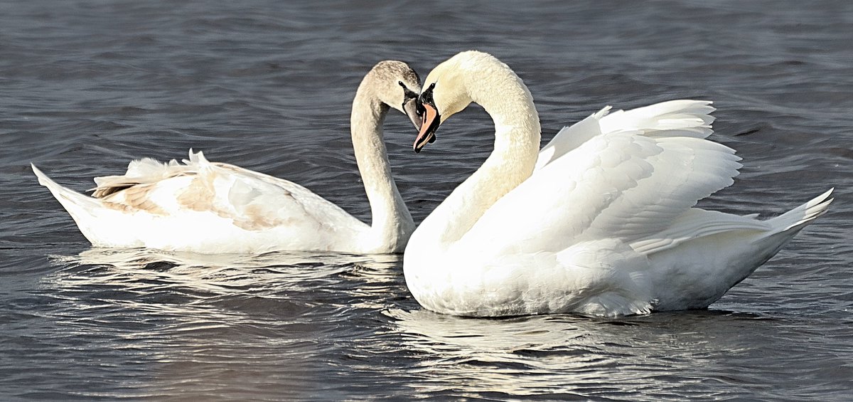ladugan2's tweet image. Swan resting on a migration stopover #TwoDay