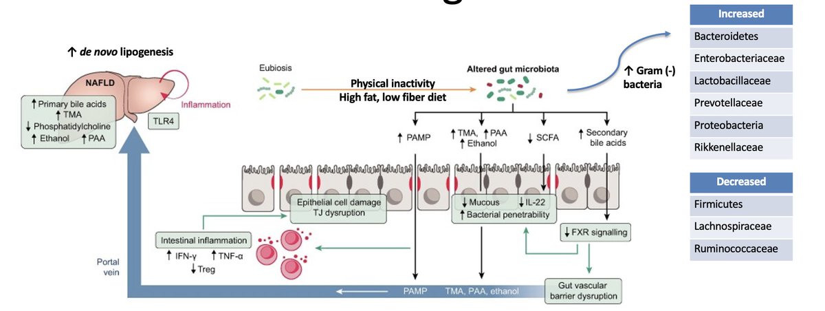 Great summary of emerging evidence for gut-liver cross talk and #MASH by <a href="/WellsLabPenn/">Rebecca Wells</a> during Basic Science Debrief Session <a href="/AASLDtweets/">AASLD</a> #TLM2023

While we contemplate that, friendly reminder #exercise favorably modulates the gut-liver axis in #MASLD!

pubmed.ncbi.nlm.nih.gov/32882426/