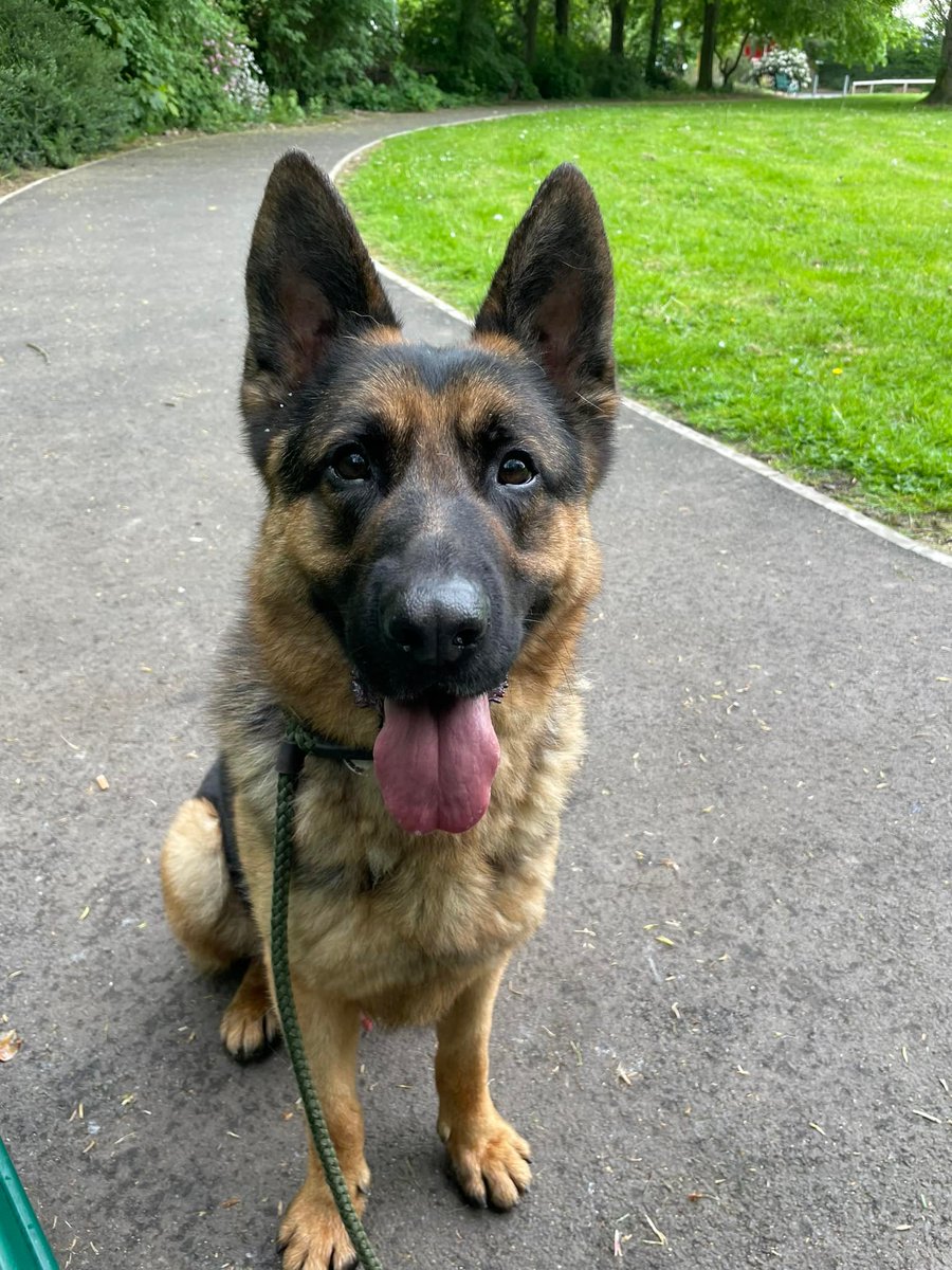 gsrescueelite's tweet photo. Rocky is 5yrs old and he can live with older kids, Rocky walks well with other #dogs at the kennels but he can be gobby so will need firm and consistent boundaries 
#GermanShepherd #Cheshire 
https://t.co/KtJWtQ4lJm https://t.co/BNfQLkt0Mo