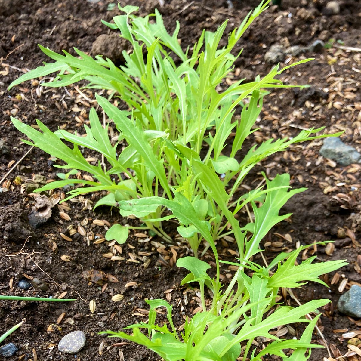 SeaGreen5Midori's tweet photo. 水菜
地植えとプランターの発芽の当時と現在
発芽から半月過ぎ🌱だいぶ水菜らしくなってきた( ◠‿◠ )
#水菜
#地植え
#プランター
#発芽
#家庭菜園
#菜園
#チビ菜園 https://t.co/AHsONUDHGi