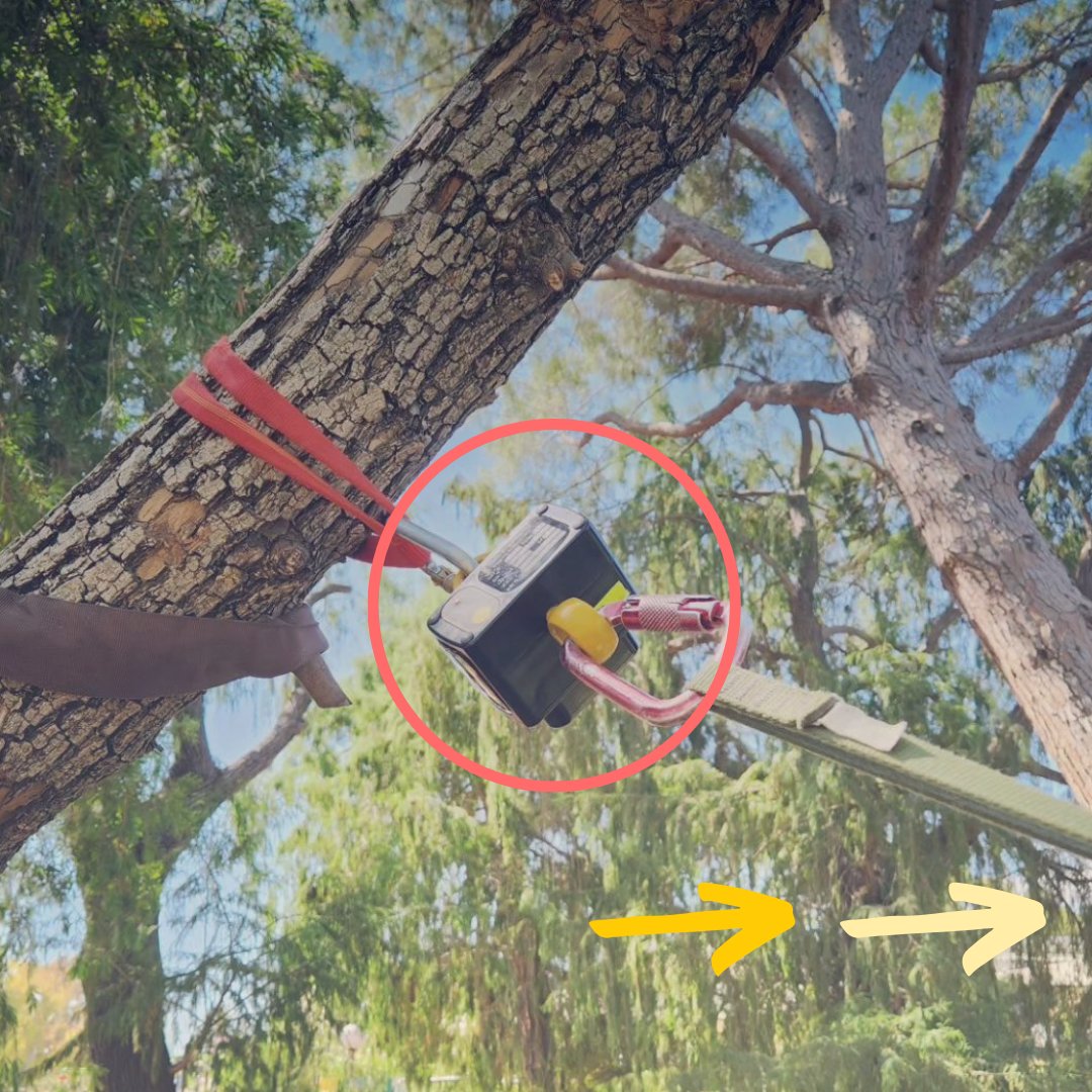 EilonEngineer's tweet image. 🌳 Here's a 3-ton wireless Ron 2501 dynamometer used in a tree bracing system with Gefa rope.

#treeassessment #arboriculture #treecare #treecabling #treebracing #arborist
#loadcell #dynamometer