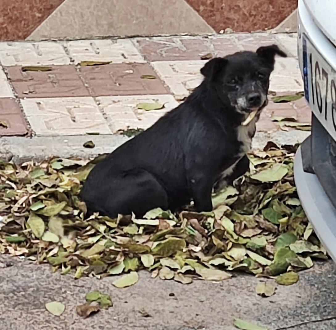 SosAbuelos1's tweet photo. #Granada
Este abuelito tan pequeñín, duerme en la calle entre las hojas con el frío que ya hace, a veces va chorreando, calado por la lluvia, dando vueltas buscando un huequecito seco donde meterse y algo de comida.

Por favor alguien puede acogerlo y echarle una patita??

629 87 92 20 // 617 02 27 40