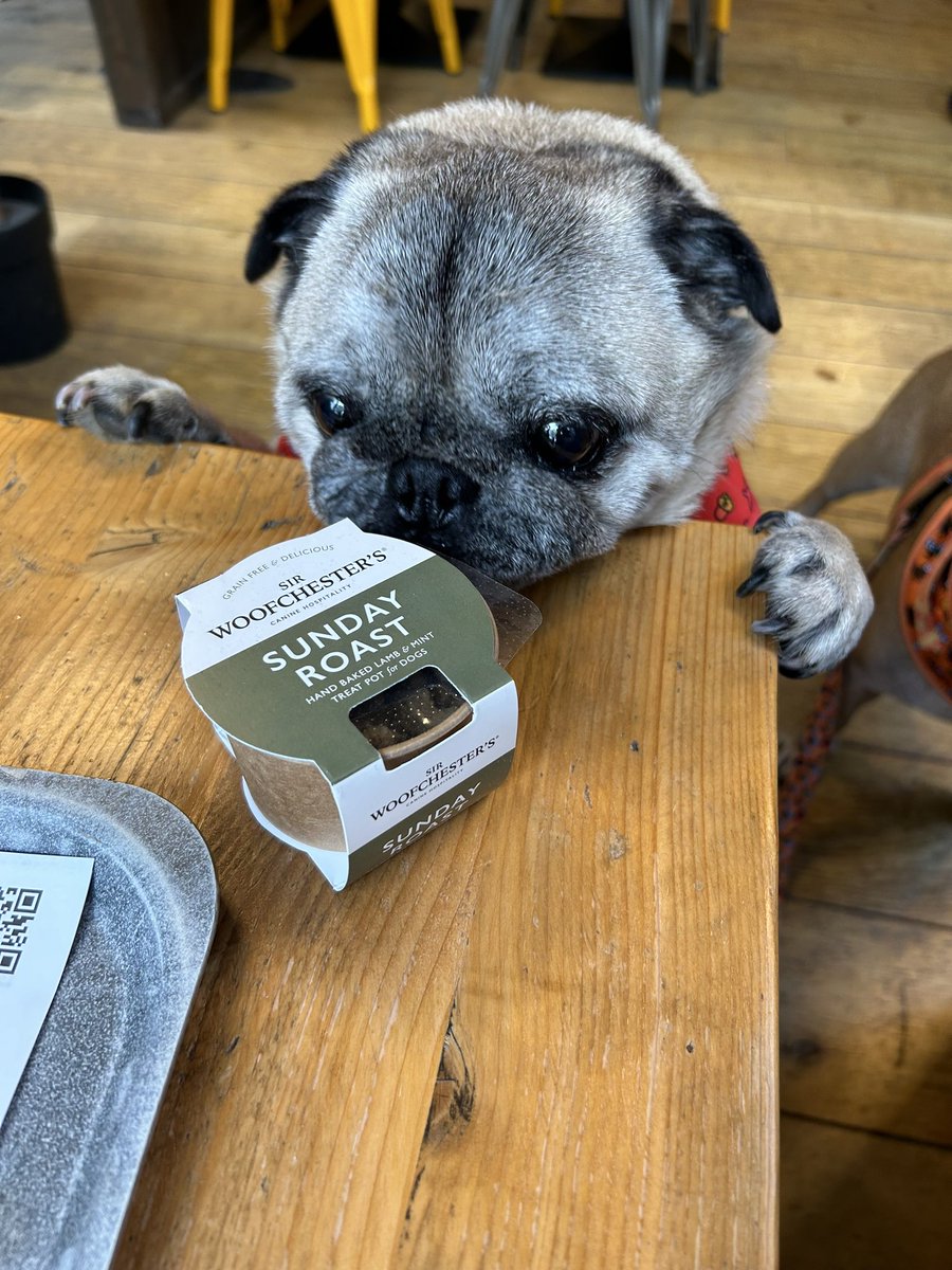 eddthepug's tweet photo. I love a cafe visit @lakelandmotormuseum @sirwoofchesters https://t.co/rb3FBJVn6D