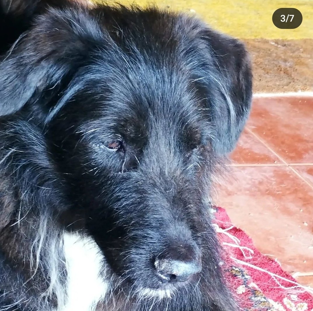 Avui portem un cas URGENT. 
Busquem ADOPCIÓ o ACOLLIDA per passar l'hivern, per en DOTZE.