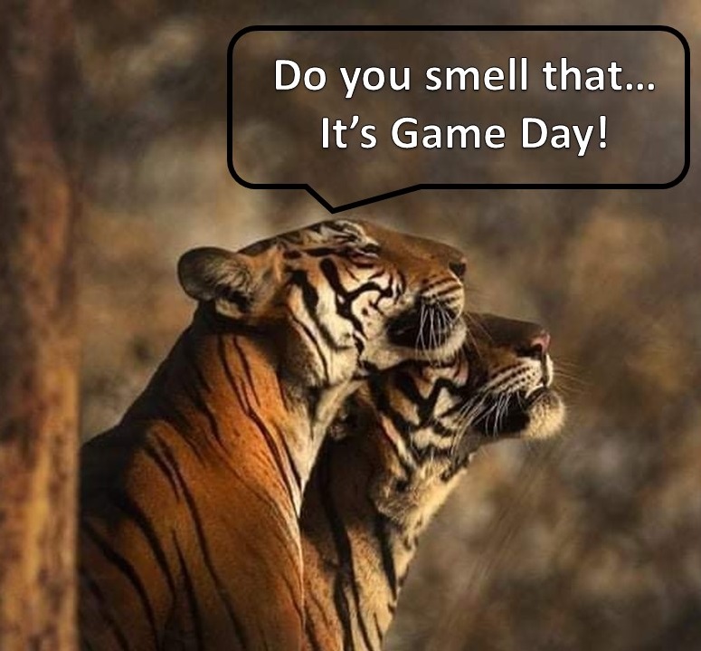 Lady Tiger Hoops tweet media