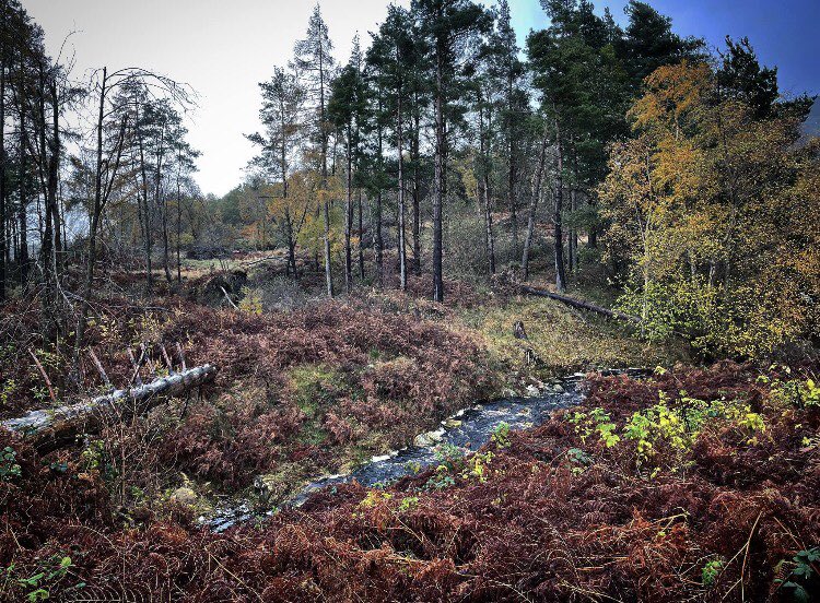 A stunning landscape from our recce into the Northumberland wilds. #tvproduction #filmproduction #recce #northumberland #rural #wilds #trees #film #television #filmmakeruk #filmmaker