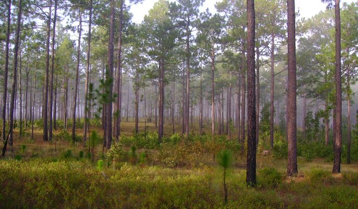 Failed architect William Mylne’s 1775 trip through the American Colonies was weird, funny, and makes for an unusual RPG adventure. Is he a mastermind, going to great effort to shake his pursuers in the wild forest? Or is he a poor lost idiot?
moltensulfur.com/post/hunting-t…