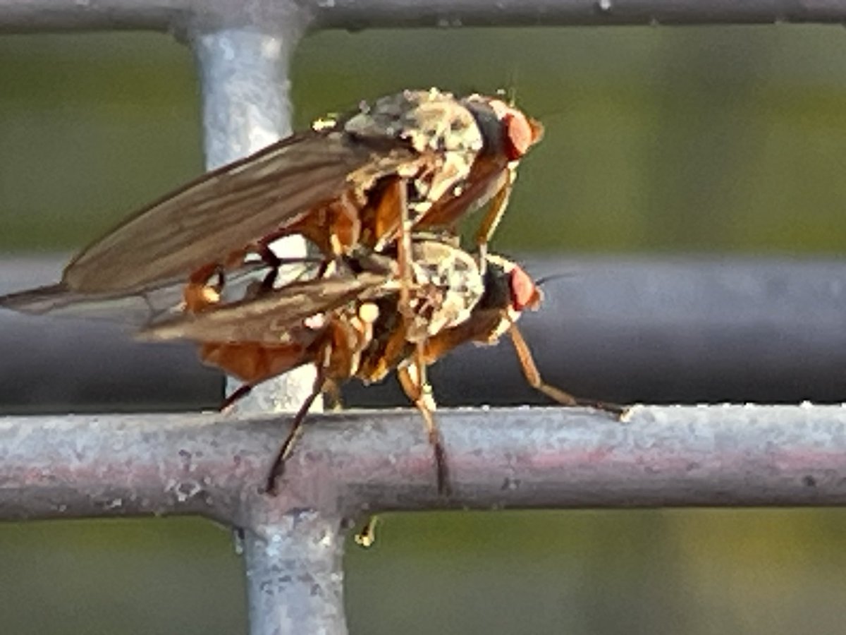 Ermmmmmm excuse me! 
These two certainly didn’t mind having an audience today 🫣
#entomology #phdlife #flies #newlife